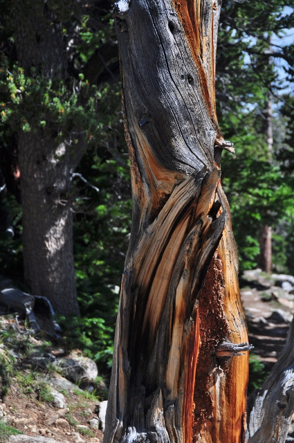 a dead bristlecone pine